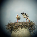 Die Ablösung ist gekommen.    Foto: Ulrike Mose 