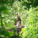 Storchenpapa George mit seinem zwei Minis auf dem Ederhorst.    Foto: Ulrike Mose  28.05.13