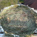 Nest drauf gebaut,    Foto: Ulrike Mose