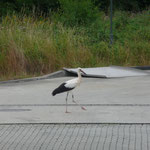 Jungstorch Krümel III vom Spänebunker an den Bahngleisen.  Foto: Ulrike Mose   29.07.2013 