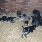 T-Wurf 2003