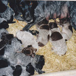 T-Wurf 2003 mit Nelly von der Münzenburg (Wurfstärke 3,8)