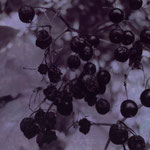 Holunder 2010