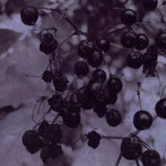 Holunder 2010