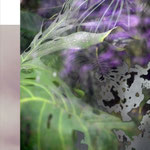 In Epicurus garden 2023/2024