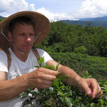 Richy Müller hilft bei der Teeernte auf Sabah