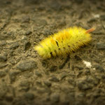 Raupe - caterpillar