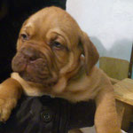 Aslan RESERVIERT!
