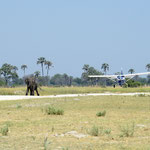 Olifant op de landingsbaan - take 1 (foto: Ronny Wuyts)