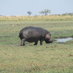 hippo aan land