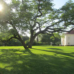 Victoria Falls hotel - tuin