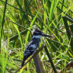 Bonte IJsvogel (Pied Kingfisher) (foto: Gilbert Luyckx)