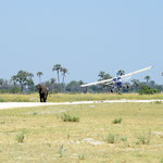 Olifant op de landingsbaan - take 2 (foto: Ronny Wuyts)