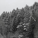 Winterwald - Mainhardter Wald