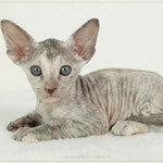 Golden Gloria | girl | chocolate silver torbie | STAY