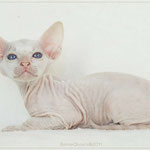 Greeny Graham | boy | red tabby point | frei - for sale