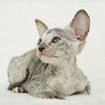 Golden Gloria | girl | chocolate silver torbie | STAY