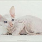 Greeny Graham | boy | red tabby point | frei - for sale