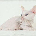 Greeny Graham | boy | red tabby point | frei - for sale