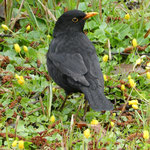 Amsel. Barbara Kosuch