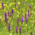 Orchideenwiese. Hermann Niehuis-Schwiertz