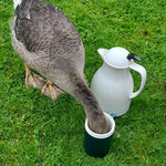 Gans beim Picknick. Barbara Kosuch