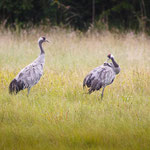 Grus Grus. Roland Zschornack