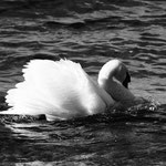Stolzer Schwan. Barbara Kosuch