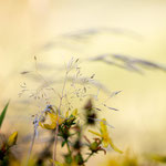 Sommerwiese. Sandra Bischoff