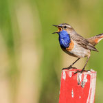 Blaukehlchen. Ralf Ehben