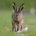 Hase, Michael Joost
