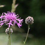 Skabiosenflockenblume. Heiko Sander