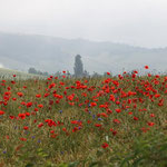 Klatchmohn. Heiko Sander