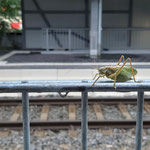 Ich verstehe nur Bahnhof. Elke Ueber