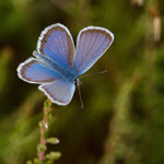 Schmetterling. Tammo Gerdes-Röben