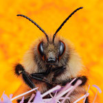 Ackerhummel vor Ringelblume. Ingo Heymer