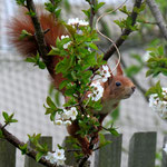 Kirschhörnchen. Wilfried Vogelpohl