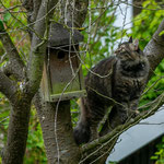 Kohlmeise Nachbars Katze. Silke Lorenz