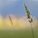Wiese. Elke Uber