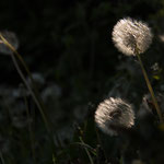 Pusteblumen. Heiko Friedel