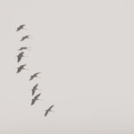Im Anflug. Heiko Friedel