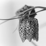 Schachbrettblume. Sandra Bischoff
