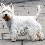 West Highland White Terrier