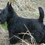 ScottishTerrier