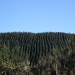 cette nouvelle forêt m'a fait délirer mais aussi déprimer C'est trop bien ranger - pas très naturel