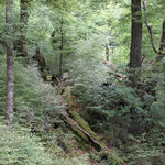 la forêt de Fangorn