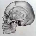 "Studio Anatomico del Cranio" vista laterale - Marilde Mirra