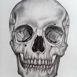 "Studio Anatomico del Cranio" vista frontale - Marilde Mirra