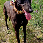 Windhund Ottilia, schokobraun