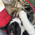 Kaschmir und Agnes